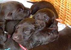 茶色の子犬達