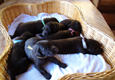 レバーの子犬達